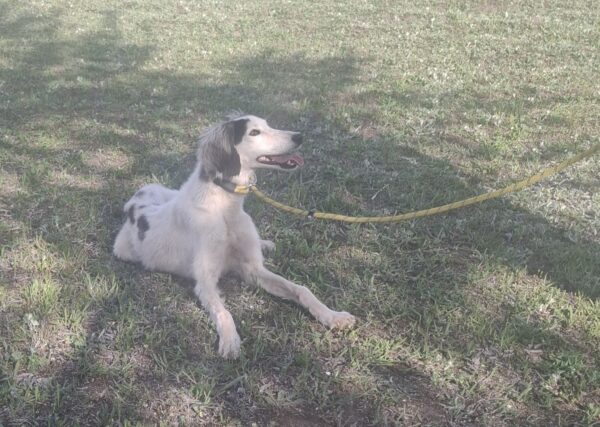 Bella Saluki Persian Hound Bella Saluki Persian Hound