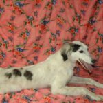 Bella-female-saluki-puppy-for-sale- (6)