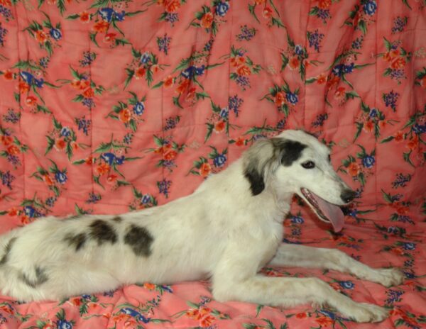 Bella Saluki Persian Hound Bella Saluki Persian Hound