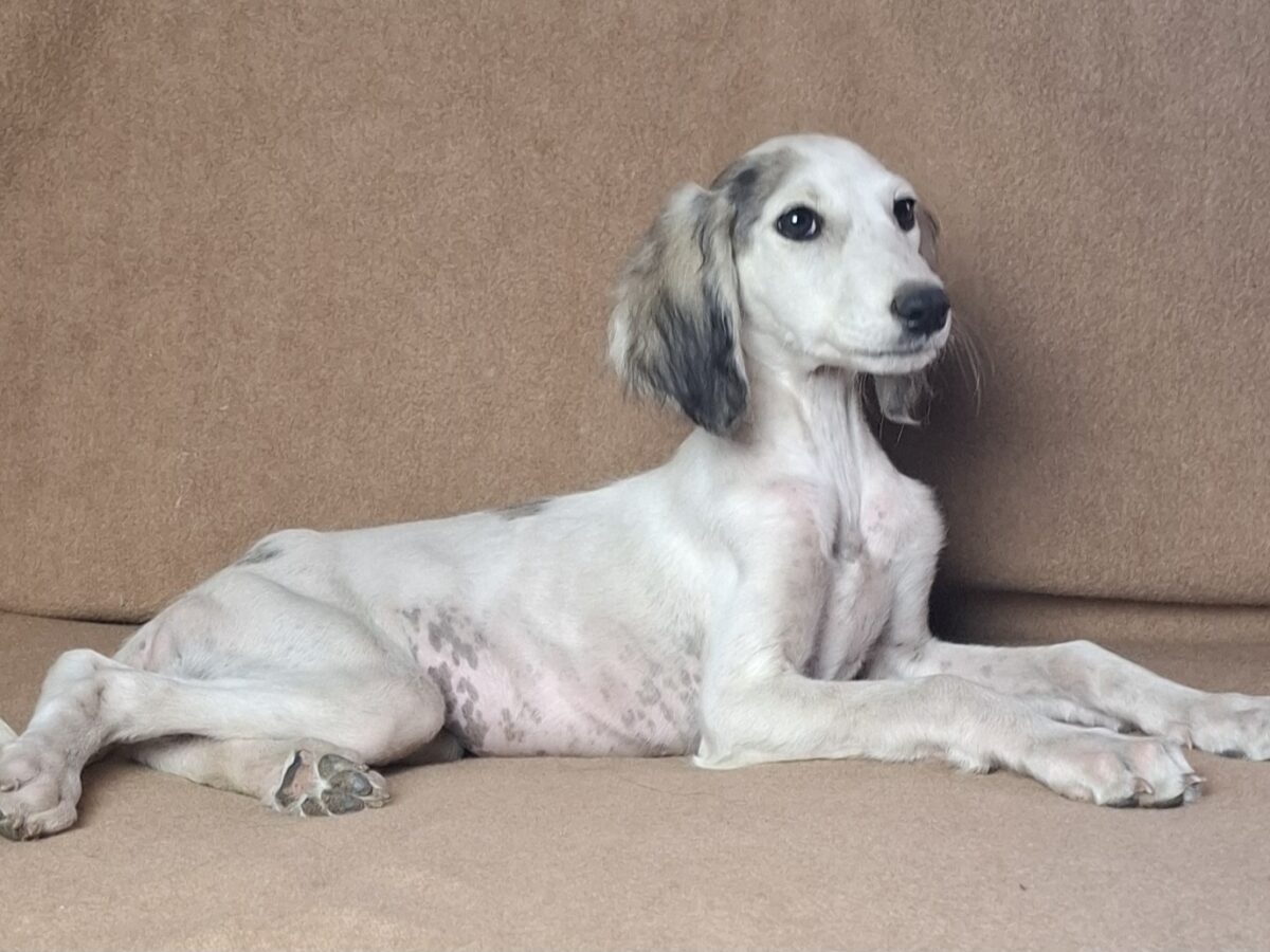 Saluki Dog Breed Saluki Brindle Saluki Tall Long Haired Dog Breeds