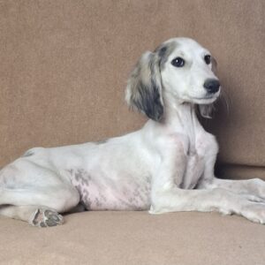 Bella Saluki Persian Hound