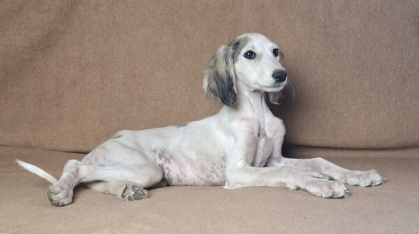 Bella Saluki Persian Hound