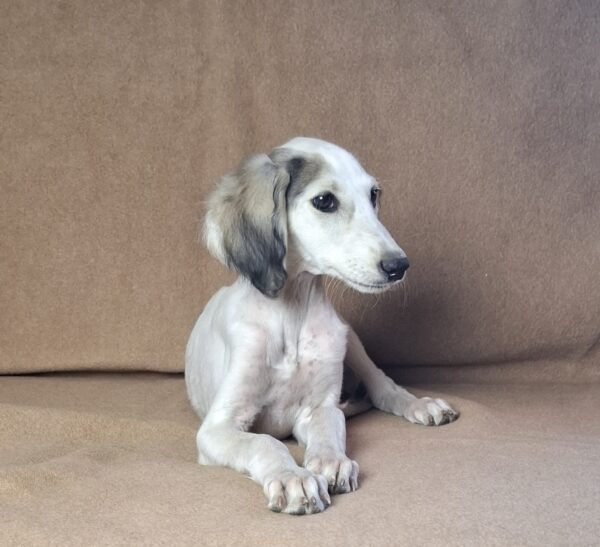 Bella Saluki Persian Hound