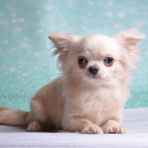 Benjamin Chihuahua