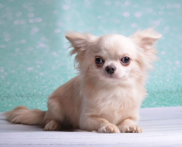 Benjamin Chihuahua