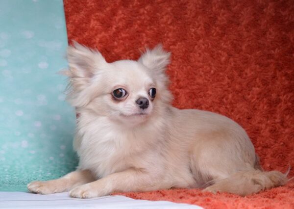 Benjamin Chihuahua