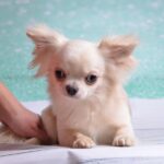 Benjamin-male-Chihuahua-puppy-for-sale-3