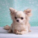 Gucci Chihuahua