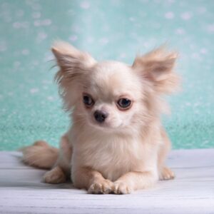 Benjamin Chihuahua