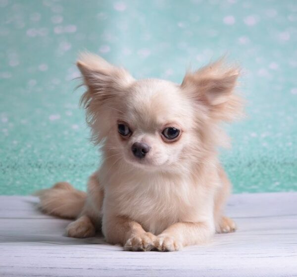 Benjamin Chihuahua
