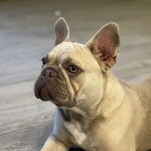 Betsy French Bulldog