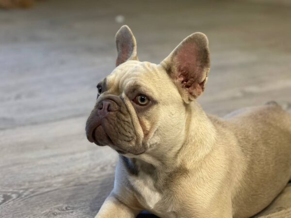 Betsy French Bulldog