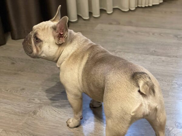 Betsy French Bulldog