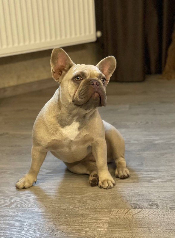 Betsy French Bulldog