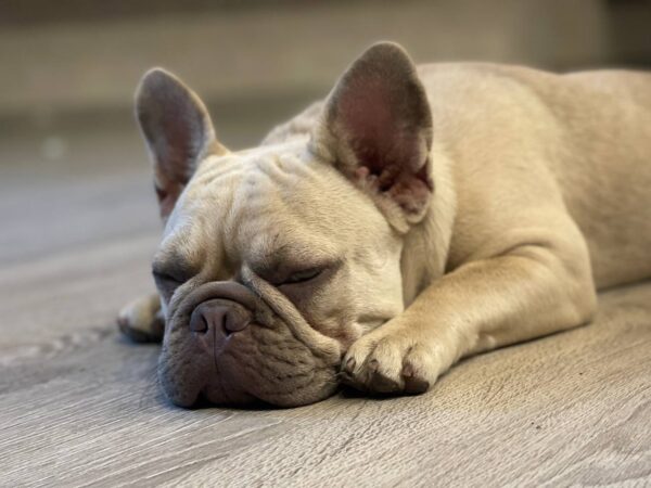 Betsy French Bulldog