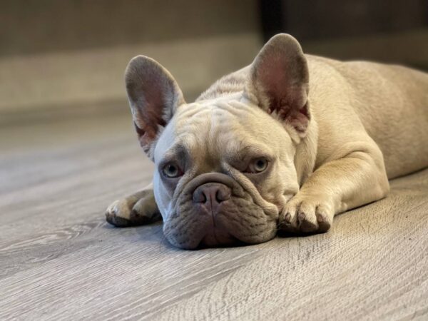 Betsy French Bulldog