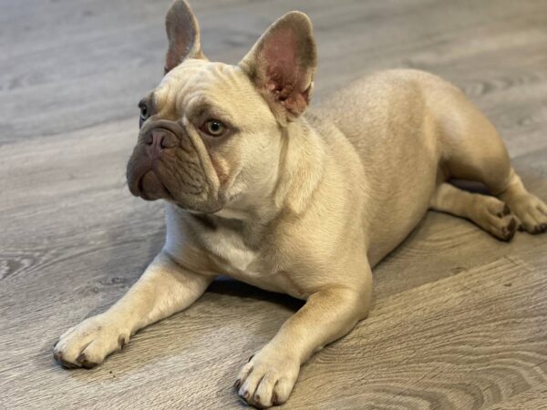 Betsy French Bulldog