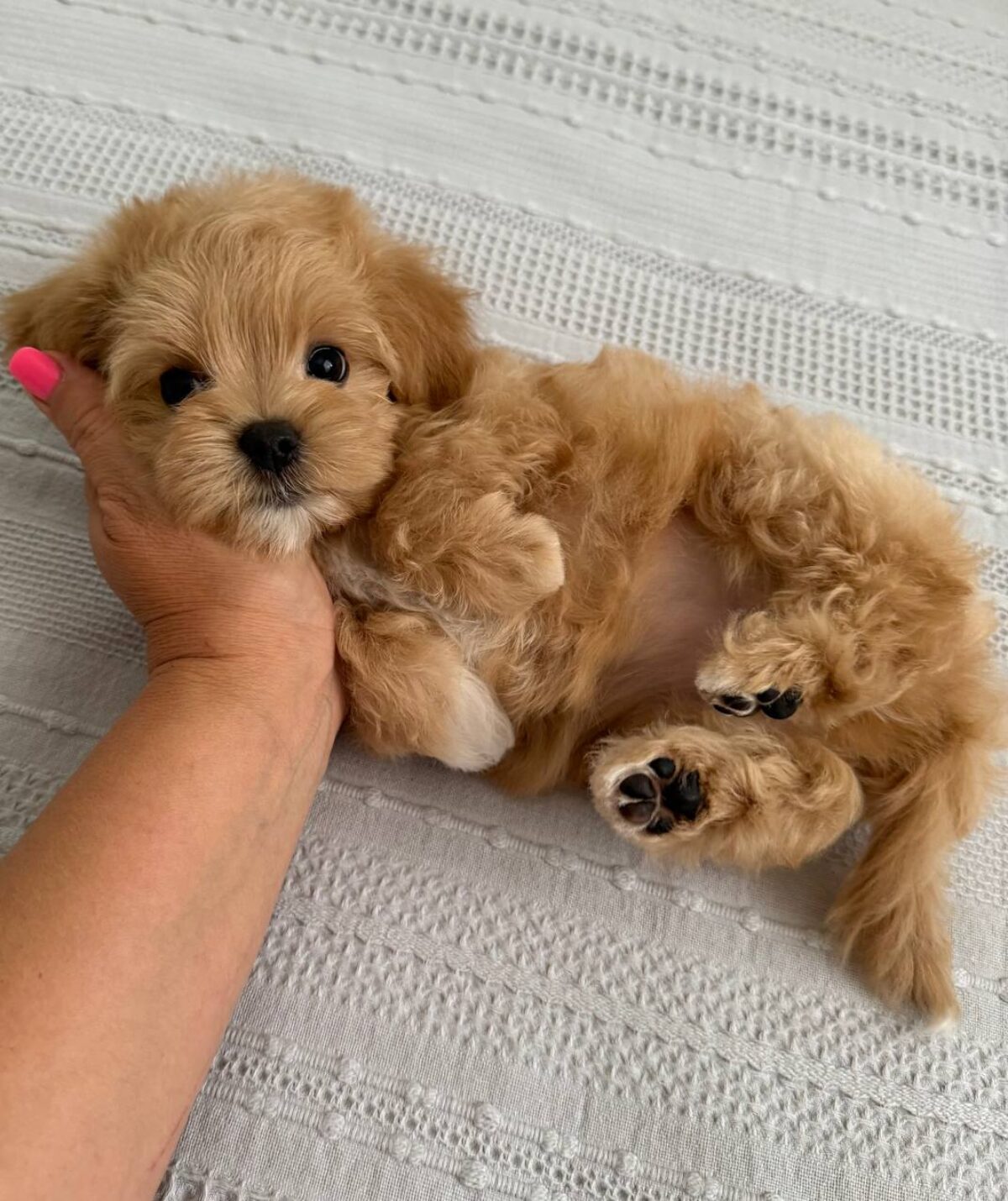 Apricot Maltipoo Maltipoo Puppies For Adoption Apricot Maltese - Main Image