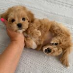 Bea Maltipoo