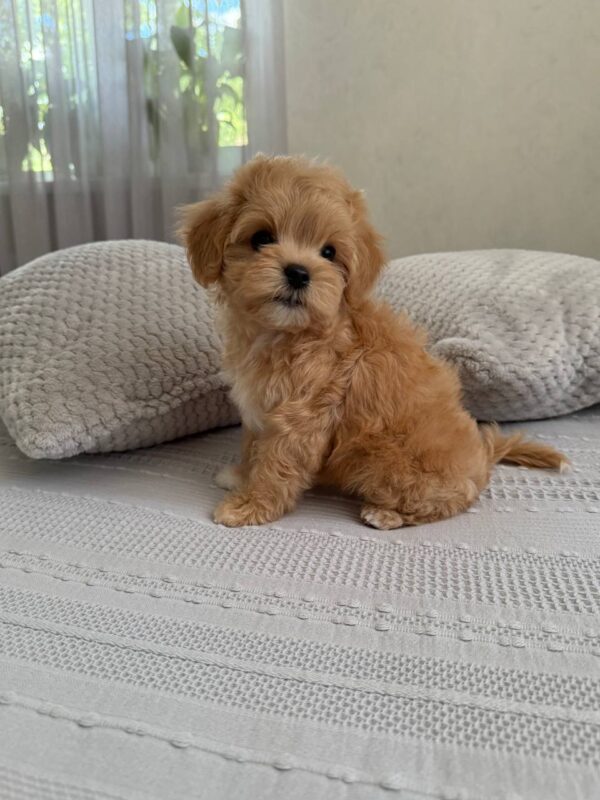 Bianca Maltipoo