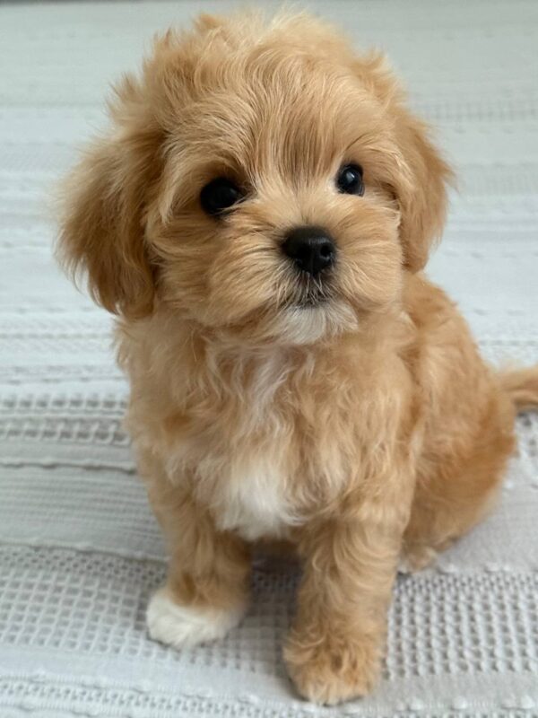 Bianca Maltipoo