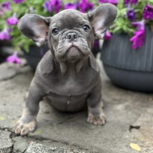 Billy French Bulldog