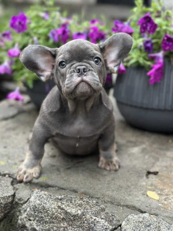 Billy French Bulldog