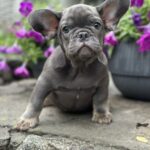 Billy-male-french-bulldog-puppy-for-sale-1 (2)