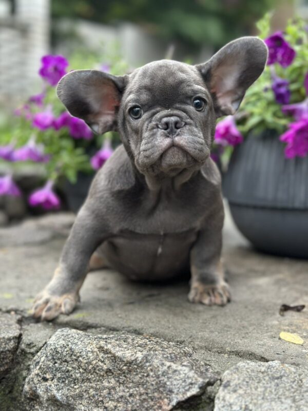 Billy French Bulldog