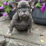 Billy-male-french-bulldog-puppy-for-sale-1 (3)