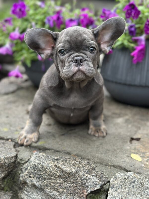 Billy French Bulldog