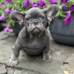 Bina French Bulldog