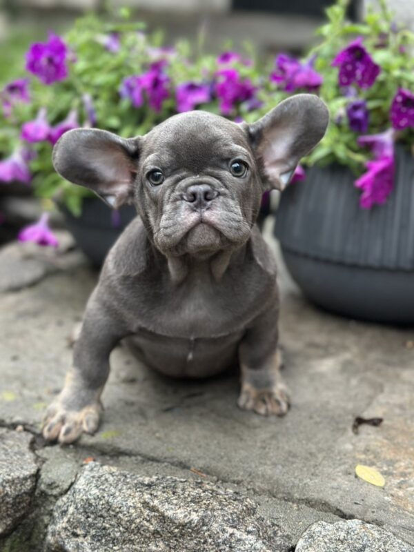 Billy French Bulldog