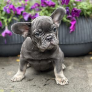 Bina French Bulldog