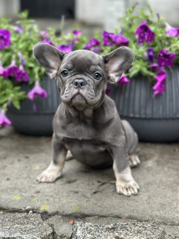 Bina French Bulldog