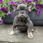 Tori French Bulldog