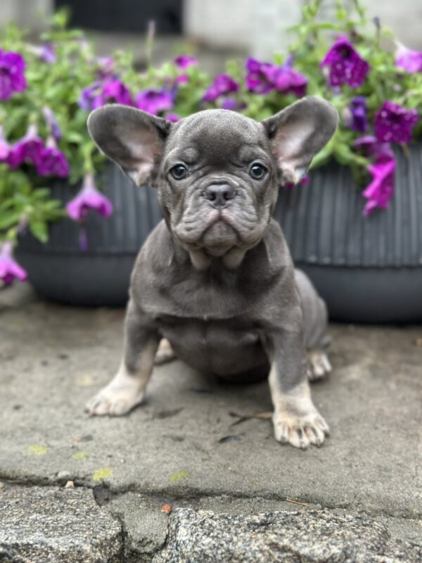 Bina French Bulldog