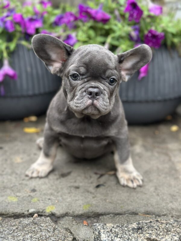 Bina French Bulldog