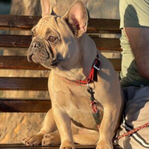 Boston French Bulldog