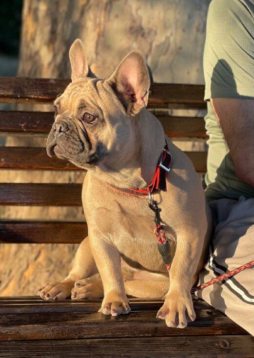 Boston French Bulldog
