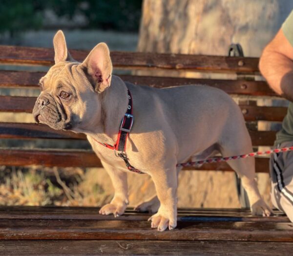 Boston French Bulldog