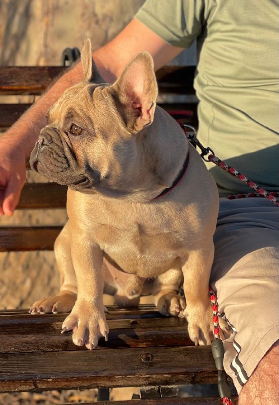 Boston French Bulldog