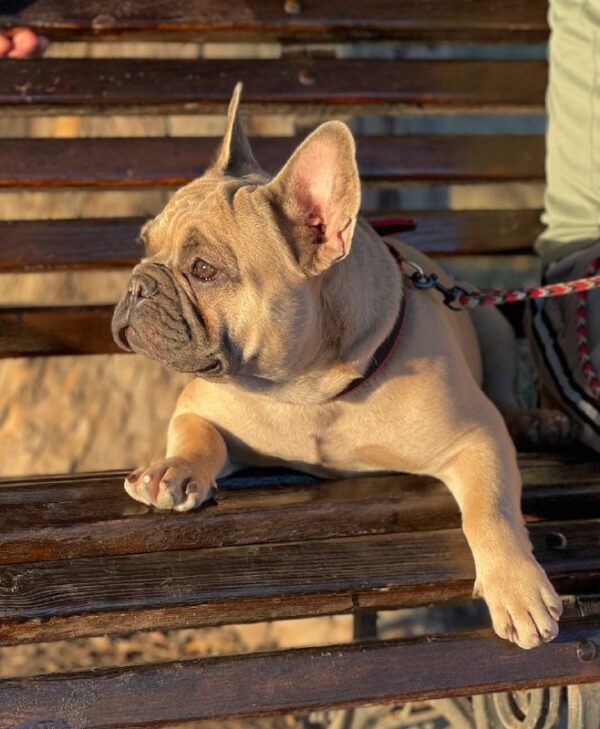 Boston French Bulldog