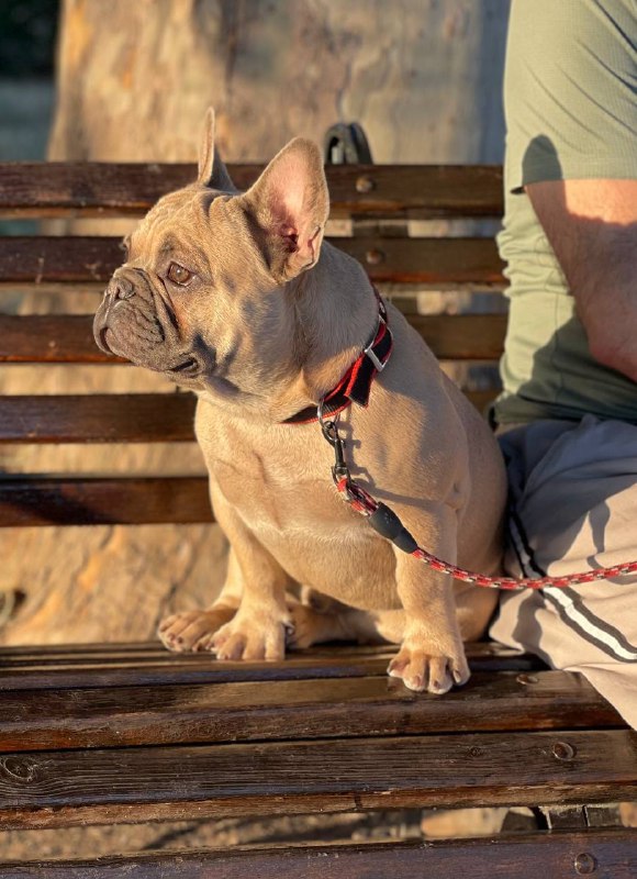 Boston French Bulldog
