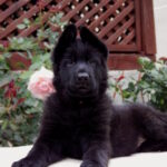 Buffy-female-German-shepherd-puppy-for-sale-1 (1)