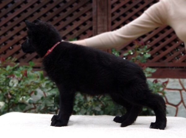 Buffy German Shepherd