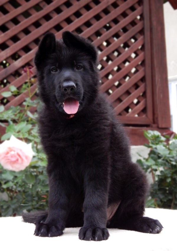Buffy German Shepherd