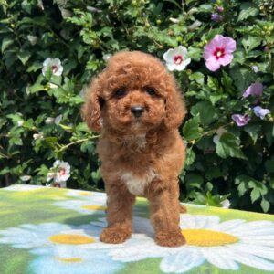 Cana Cavapoo
