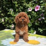 Kara Cavapoo