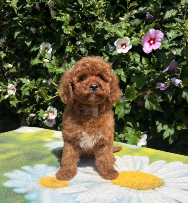 Cana Cavapoo